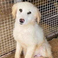 Gerard, Pflegestelle in Bayern, Hund zur Adoption