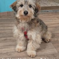 Süßer Joshi sucht Mensch mit ❤, Hund zur Adoption