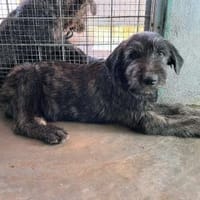 Liam sucht engen Familienkontakt, Hund zur Adoption