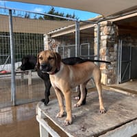 Mimika - einfach dankbar, Hündin zur Adoption
