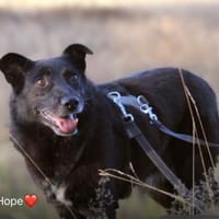 Hope - der Name ist Programm, Hündin zur Adoption
