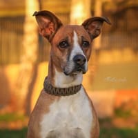 Rina - sportlich und aktiv, Hündin zur Adoption