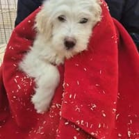 -Yuki- ab 26.02. auf PS in 77652 OG!, Hündin zur Adoption