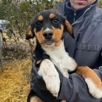 Kleiner Leo - großes Herz, Hund zur Adoption