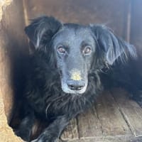 Sanfte Fiby hofft auf Happy End, Hündin zur Adoption