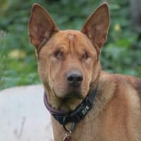 Solo - liebe, nette, blinde Hündin, Hündin zur Adoption