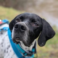 Hugo sucht Action  PointerPowerHerz, Hund zur Adoption