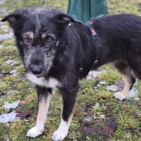 Cheesy ❤ sehr sozial und verschmust, Hündin zur Adoption