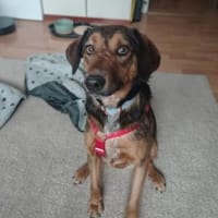 Alina ist eine fröhliche + tolle Hündin!, Hündin zur Adoption