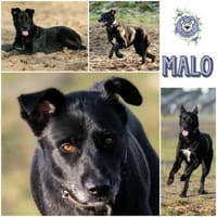 Malo * sensibel, freundlich, lernfreudig, Hund zur Adoption