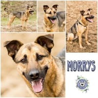 MORRYS * loyaler Herzenshund mit Charme, Hund zur Adoption