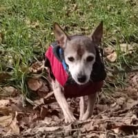 Omi Luna, Hündin zur Adoption