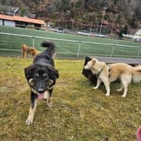 Liebe Hütehundmixhündin sucht dringend!, Hündin zur Adoption