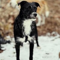 Kuschelmaus Fifi, Hündin zur Adoption