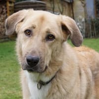 MAXIMO, Hund zur Adoption