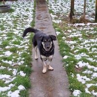 🐶💧 Liebe Hündin Sora 💧🐶, Hündin zur Adoption