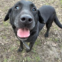 JAMES PAA24110, chien à adopter