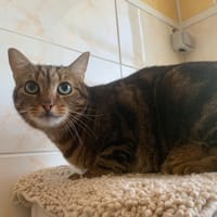 Fish, chat à adopter