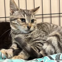 REBELLE, chatte à adopter