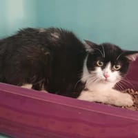 BAYLA, chatte à adopter