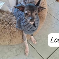 Lou, chien à adopter