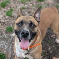 Zia, chienne à adopter