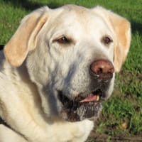 MARLEY, chien à adopter