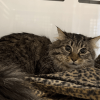 baloo, chat à adopter