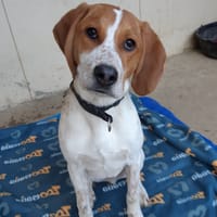 LUPIN (en cours d'adoption), chien à adopter