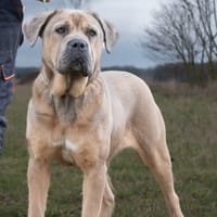 VANIA, chienne à adopter