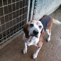 NINO, chien à adopter