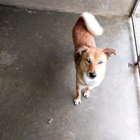 Yoko, chienne à adopter