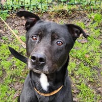 PEPITO, chien à adopter