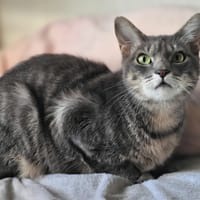 Poupette, chatte à adopter