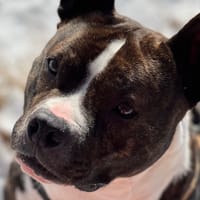 ICEO, chien à adopter