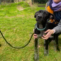 Sandy, chienne à adopter