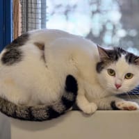 Lena, chatte à adopter