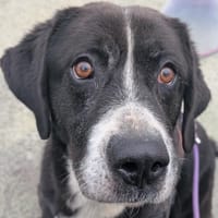 Scoty, chien à adopter