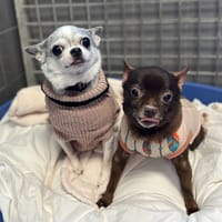 BELLA &amp; VEGAS, chienne à adopter