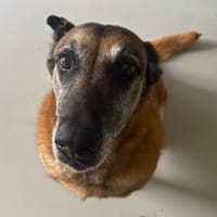 Lana PAA24112, chienne à adopter