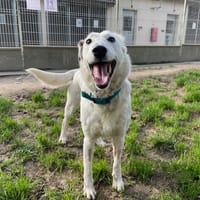 MIRABELLE, chienne à adopter