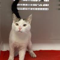 LILAS, chatte à adopter