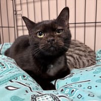 EMAY, chatte à adopter