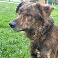 Teddy, chien à adopter