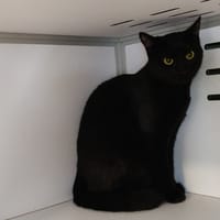 ATHENE, chatte à adopter