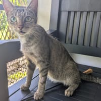 LILY, chatte à adopter