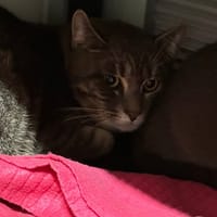 Scampi, chat à adopter