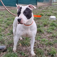 pasta, chienne à adopter