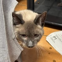 Sassy, chatte à adopter