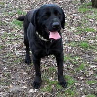 STUP PAA24109, chienne à adopter